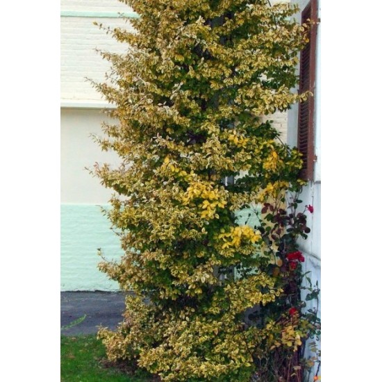 EUONYMUS FORTUNEI EMERALD'N GOLD
