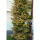 EUONYMUS FORTUNEI EMERALD'N GOLD