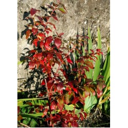 VACCINIUM CORYMBOSUM BLUECROP