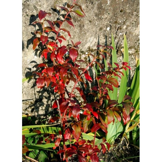 VACCINIUM CORYMBOSUM BLUECROP