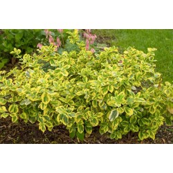 EUONYMUS FORTUNEI DUO