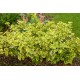EUONYMUS FORTUNEI DUO
