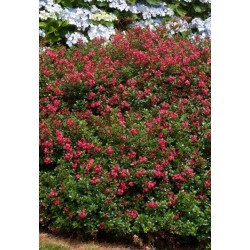 ESCALLONIA RED DREAM