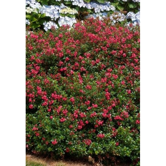 ESCALLONIA RED DREAM