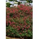 ESCALLONIA RED DREAM