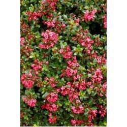ESCALLONIA RED DREAM