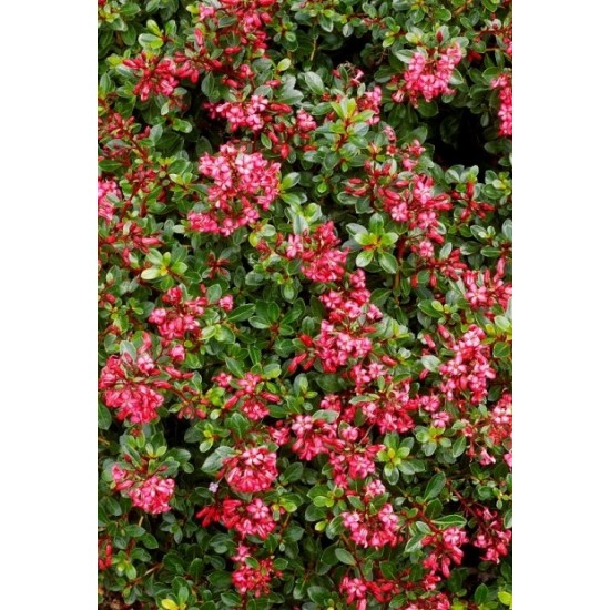 ESCALLONIA RED DREAM