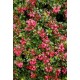 ESCALLONIA RED DREAM