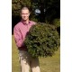 ESCALLONIA RED DREAM