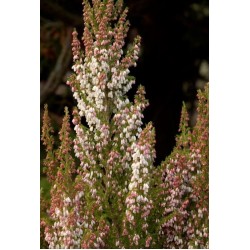 ERICA ARBOREA X VEITCHII GREAT STAR