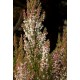 ERICA ARBOREA X VEITCHII GREAT STAR