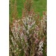 ERICA ARBOREA X VEITCHII GREAT STAR