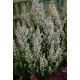 ERICA ARBOREA X VEITCHII GREAT STAR
