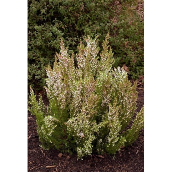 ERICA ARBOREA X VEITCHII GREAT STAR