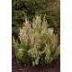 ERICA ARBOREA X VEITCHII GREAT STAR