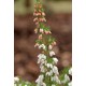 ERICA ARBOREA X VEITCHII GREAT STAR