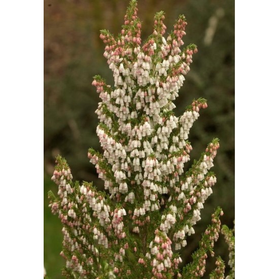 ERICA ARBOREA X VEITCHII GREAT STAR