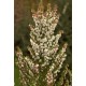 ERICA ARBOREA X VEITCHII GREAT STAR
