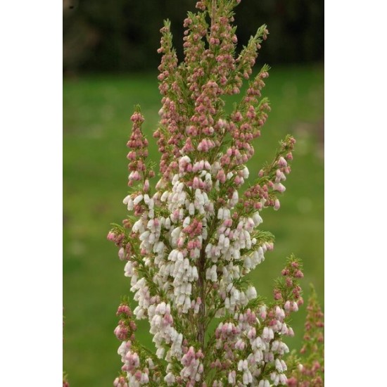 ERICA ARBOREA X VEITCHII GREAT STAR