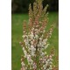 ERICA ARBOREA X VEITCHII GREAT STAR