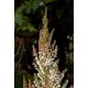 ERICA ARBOREA X VEITCHII GREAT STAR