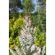 ERICA ARBOREA X VEITCHII GREAT STAR