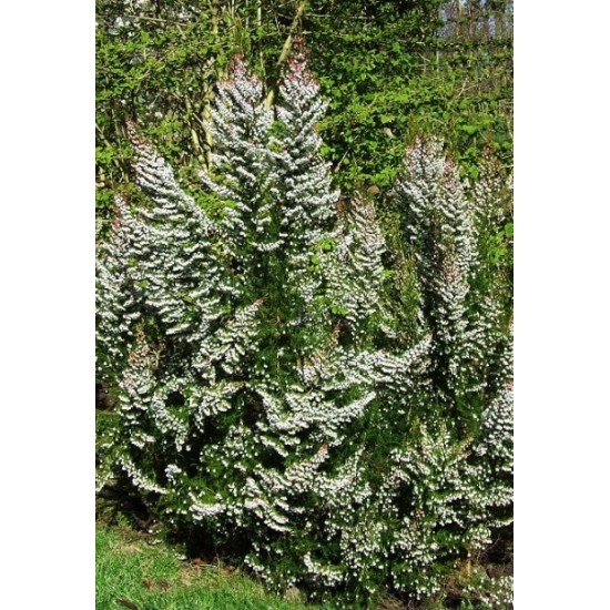 ERICA ARBOREA X VEITCHII GREAT STAR