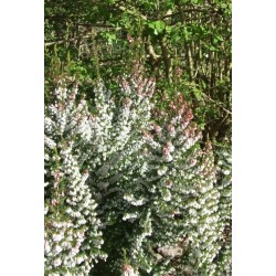 ERICA ARBOREA X VEITCHII GREAT STAR