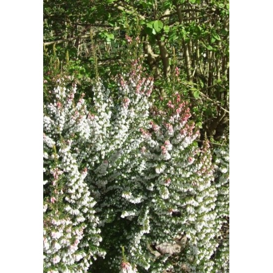 ERICA ARBOREA X VEITCHII GREAT STAR
