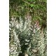 ERICA ARBOREA X VEITCHII GREAT STAR