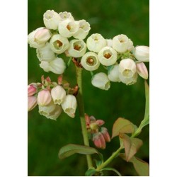 VACCINIUM CORYMBOSUM PATRIOT