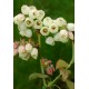 VACCINIUM CORYMBOSUM PATRIOT