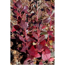 VACCINIUM CORYMBOSUM PATRIOT