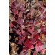 VACCINIUM CORYMBOSUM PATRIOT