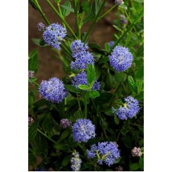 CEANOTHUS VICTORIA