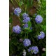 CEANOTHUS VICTORIA
