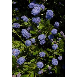 CEANOTHUS VICTORIA