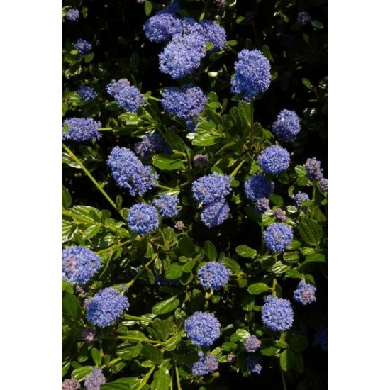 CEANOTHUS VICTORIA