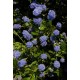 CEANOTHUS VICTORIA