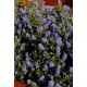 CEANOTHUS VICTORIA