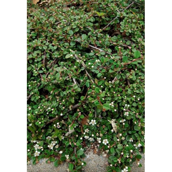 COTONEASTER FRIEDERS EVERGREEN
