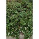 COTONEASTER FRIEDERS EVERGREEN