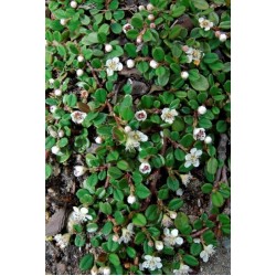 COTONEASTER FRIEDERS EVERGREEN