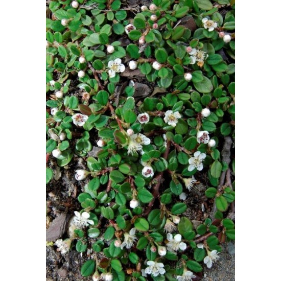 COTONEASTER FRIEDERS EVERGREEN