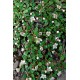 COTONEASTER FRIEDERS EVERGREEN