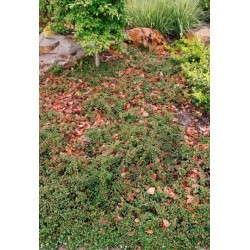 COTONEASTER FRIEDERS EVERGREEN