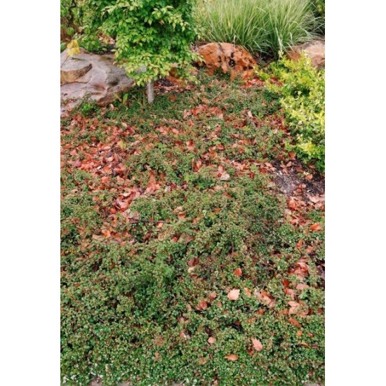 COTONEASTER FRIEDERS EVERGREEN