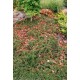 COTONEASTER FRIEDERS EVERGREEN