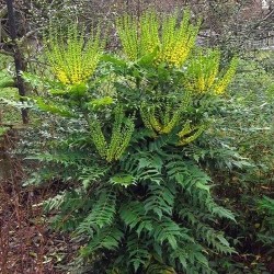 MAHONIA MEDIA WINTER SUN
