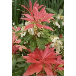 PIERIS FOREST FLAME